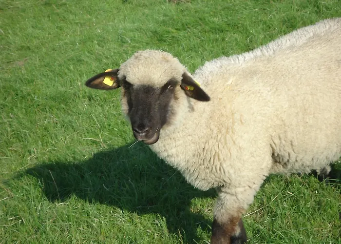 Apartament Gulfhof *